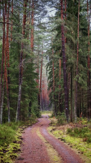 A narrow forest path, flanked by tall pines (pinus), leads into the depths of the forest, peaceful surroundings, hiking along the former inner-German border on the green belt near Mitwitz, Franconian Forest nature park Park