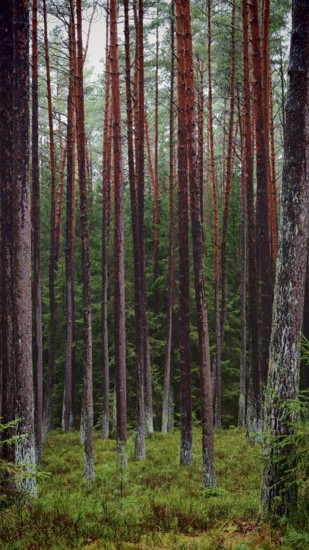 Dense cluster of straight pines (pinus) in the forest, remarkable for their height and dense arrangement, hiking along the former inner-German border on the green belt near Mitwitz, Franconian Forest nature park Park