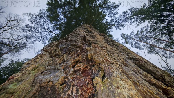 Large pine tree (pinus) from a frog's perspective with a view into the treetop, surrounded by other trees in the forest, hiking along the former inner-German border at the green belt near Mitwitz, Franconian Forest nature park Park