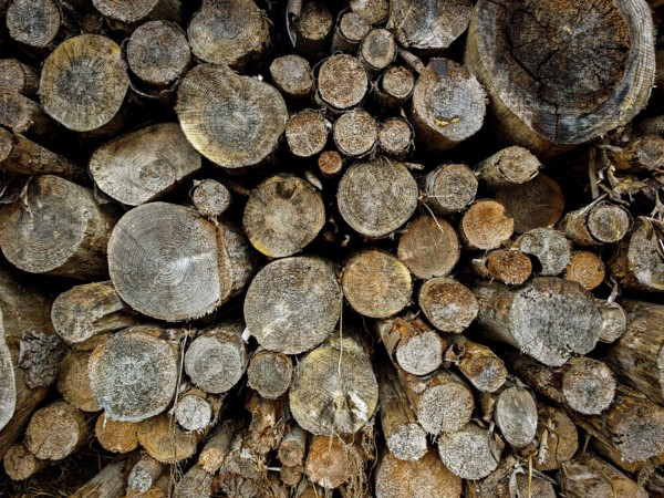 Stacked tree trunks with clearly visible annual rings and a natural atmosphere, hiking on the former inner-German border on the green belt near Mitwitz, Frankenwald nature park Park