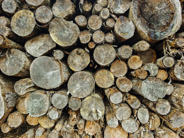 Stacked wood with visible tree rings, natural wood look, hiking on the former inner-German border on the green belt near Mitwitz, Frankenwald nature park Park