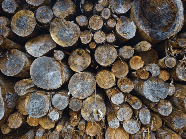Close-up of stacked tree trunks with visible annual rings and natural texture, hiking on the former inner-German border on the green belt near Mitwitz, Frankenwald nature park Park