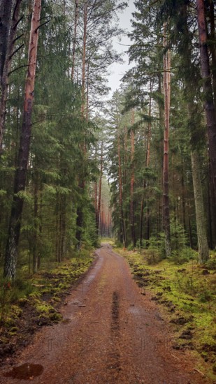 A straight forest path surrounded by tall pines (pinus) leads through a quiet, green forest, hiking along the former inner-German border on the green belt near Mitwitz, Franconian Forest nature park Park