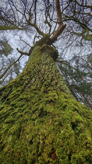 Photographic shot of a tall moss-covered tree from a frog's eye view, hiking on the former inner-German border on the green belt near Mitwitz, Frankenwald nature park Park