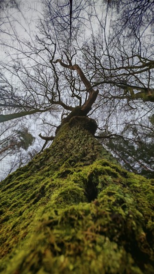 Looking from below at a moss-covered tree with widely branched branches, hiking on the former inner-German border on the green belt near Mitwitz, Frankenwald nature park Park
