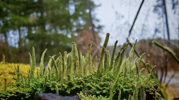 Close-up of green moss structures (bryophyta) and lichens (lichen) growing over a natural forest floor, vividly and in detail revealing a microcosm, hiking along the former inner-German border on the green belt near Mitwitz, Franconian Forest nature park Park