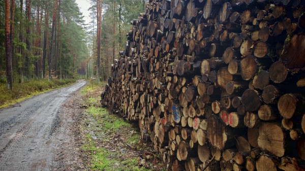 Large pile of cut tree trunks along a muddy forest path in the pine forest (pinus), hiking along the former inner-German border at the green belt near Mitwitz, Franconian Forest nature park Park