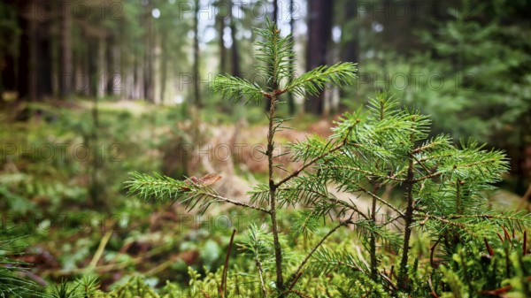 Close-up of a small conifer tree in the middle of a dense forest, hiking on the former inner-German border on the green belt near Mitwitz, Frankenwald nature park Park