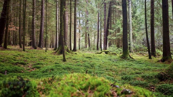 Lights, moss-covered forest floor with tall trees below atmospheric, soft light falls, hiking on the former inner-German border on the green belt near Mitwitz, Frankenwald nature park Park
