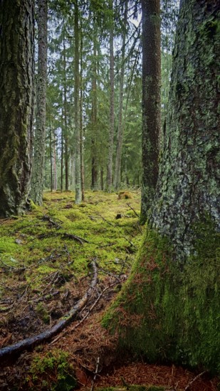 Moss-covered (bryophyta) tree trunks in a dense forest area, hiking along the former inner-German border at the green belt near Mitwitz, Franconian Forest nature park Park