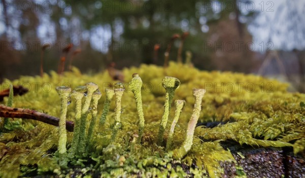 Small, detailed mosses (bryophyta) and bright trumpet lichens (cladonia fimbriata) stretch across the forest floor in a vibrant green, revealing a microcosm, hiking along the former inner-German border on the green belt near Mitwitz, Franconian Forest nature park Park