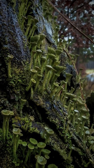 Close-up of mosses and trumpet lichens (cladonia fimbriata) growing on moist tree bark, hiking along the former inner-German border at the green belt near Mitwitz, Franconian Forest nature park Park
