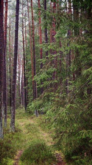 Narrow path through the forest, flanked by tall pines (pinus) and dense vegetation, hiking along the former inner-German border on the green belt near Mitwitz, Franconian Forest nature park Park