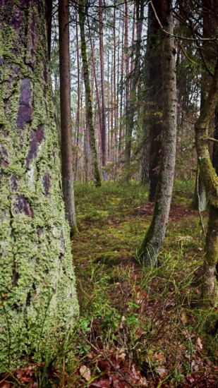 Forest with moss-covered trees and lush vegetation, peaceful and natural surroundings, hiking on the former inner-German border on the green belt near Mitwitz, Franconian Forest nature park Park