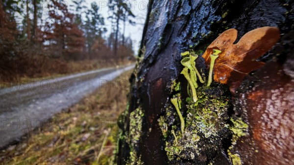 Moss-covered tree bark with trumpet lichen (cladonia fimbriata) with leaves next to a forest path on a cloudy day, hiking along the former inner-German border at the green belt near Mitwitz, Franconian Forest nature park Park