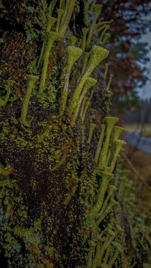 Green trumpet lichens (cladonia fimbriata) and moss formations cover a dark, damp tree trunk, hiking along the former inner-German border on the green belt near Mitwitz, Franconian Forest nature park Park