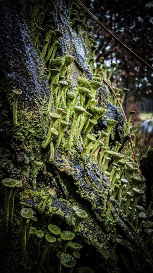 Close-up of trumpet lichens (cladonia fimbriata) growing densely on an uneven tree trunk, hiking along the former inner-German border at the green belt near Mitwitz, Franconian Forest nature park Park