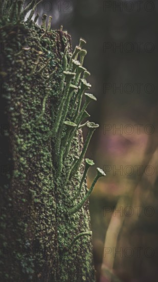 Portrait of trumpet lichens (cladonia fimbriata) protrude finely from a moss-covered (bryophyta) tree trunk and emphasise the peacefulness of the forest, close-up, hiking along the former inner-German border on the green belt near Mitwitz, Franconian Forest nature park Park
