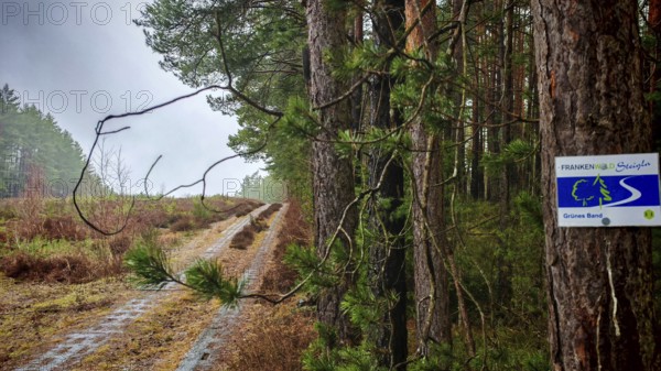 Former border strip in the forest with inscribed Frankenwaldsteigla sign on a pine tree, hiking on the former inner-German border on the green belt near Mitwitz, Frankenwald nature park Park