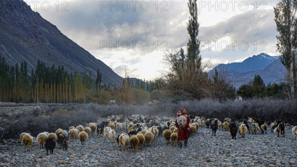 Herd of sheep (ovis) in the Nubra valley with sheep and shepherdess with child in a mountainous landscape at evening light, trekking in Ladakh, Himalaya, India