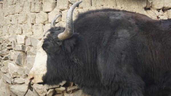 Side view of a large, horned yak (bos mutus) in front of a stone wall in a village, trekking in Ladakh, Stok la, Himalayas, India