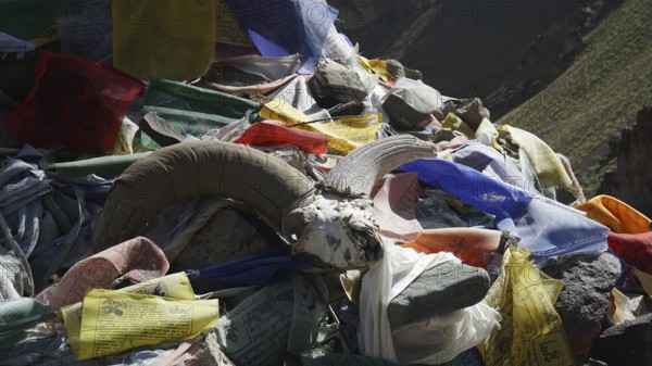Traditional prayer flags with the skull of a Bharal blue sheep (pseudois nayaur) between stones in a mountain landscape, trekking in Ladakh, Stok la, Himalaya, India