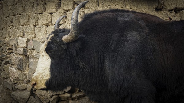 Side view of a yak (bos mutus) with imposing horns in front of a stone wall in a village, trekking in Ladakh, Stok la, Himalayas, India