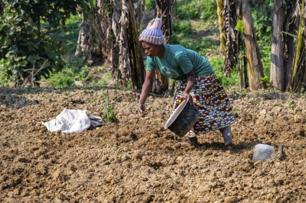 Local woman working in her small potato field, small village on the edge of the Bwindi Impenetrable Forest, Rushaga, Uganda