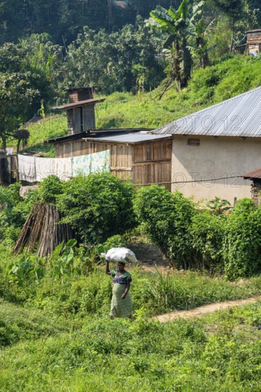 Local woman carrying luggage on her head, small village between green hills, on the edge of the Bwindi Impenetrable Forest, Rushaga, Uganda