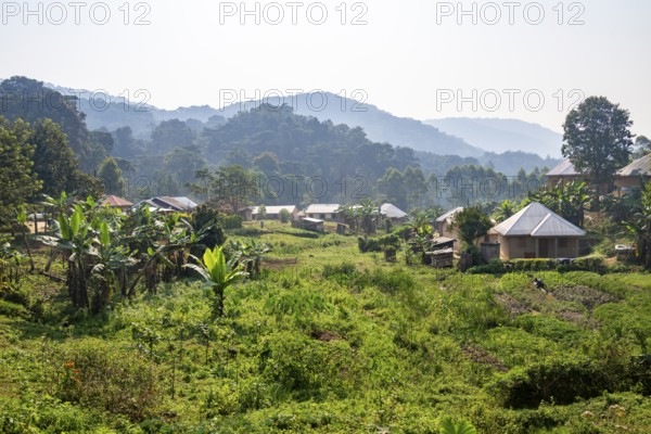 Small village nestled between green hills, on the edge of the Bwindi Impenetrable Forest, Rushaga, Uganda