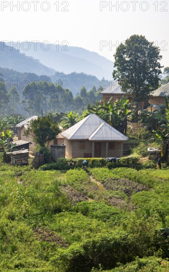 Small village nestled between green hills, on the edge of the Bwindi Impenetrable Forest, Rushaga, Uganda