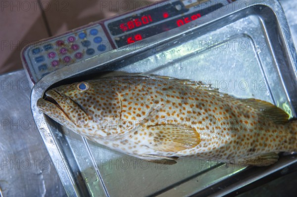 A single fresh sea fish being weighed on scales at a fish market in Abu Dhabi, United Arab Emirates, Middle East