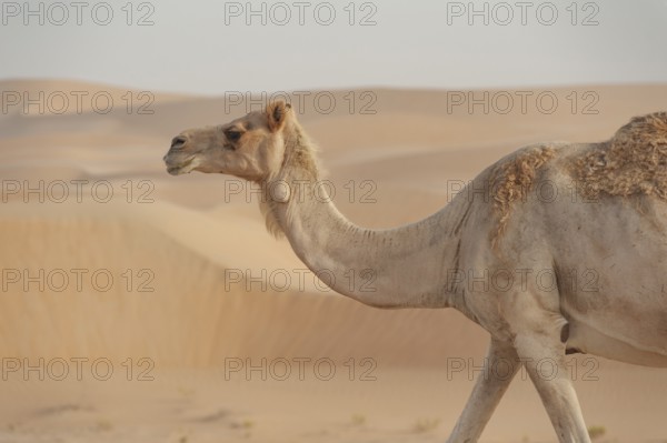 Beautiful camel in the desert of the United Arab Emirates
