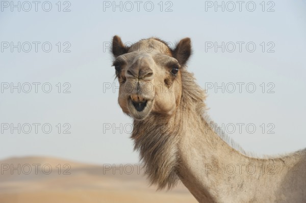 Funny face of a smiling camel in the desert of the United Arab Emirates