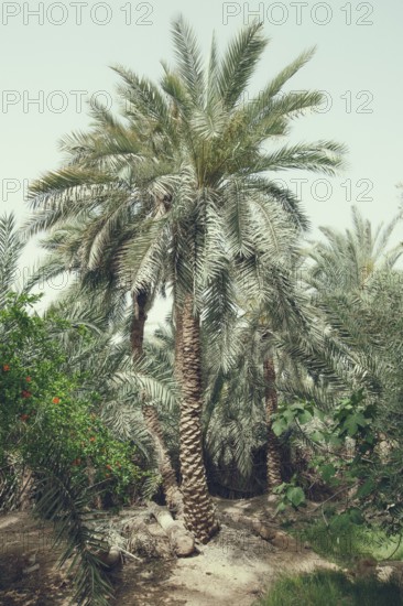 Date Palm Tree, in the Egyptian Oasis town of Siwa, Egypt