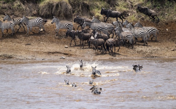 Steppe zebras (Equus quagga) and wildebeest (Connochaetes taurinus) crossing the Mara River, Great Migration, Serengeti National Park, Tanzania