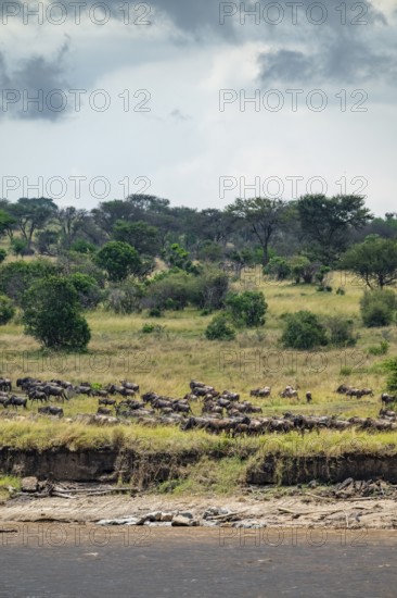 Wildebeest (Connochaetes taurinus), migrating herd of wildebeest at the Mara River, safari vehicle behind, Great Migration, Serengeti National Park, Tanzania
