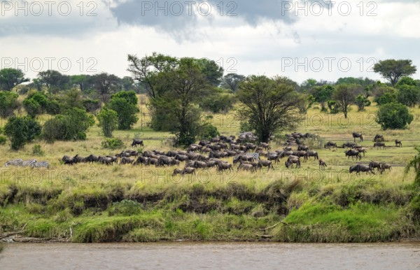 Wildebeest (Connochaetes taurinus), migrating herd of wildebeest at the Mara River, safari vehicle behind, Great Migration, Serengeti National Park, Tanzania