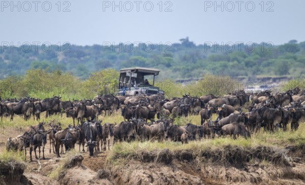 Wildebeest (Connochaetes taurinus), migrating wildebeest herd, safari vehicle behind, Great Migration at the Mara River, Serengeti National Park, Tanzania