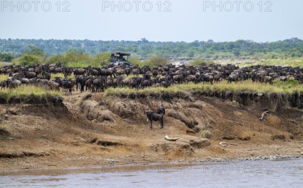 Wildebeest (Connochaetes taurinus), migrating herd of wildebeest on the river bank, safari vehicle behind, Great Migration on the Mara River, Serengeti National Park, Tanzania