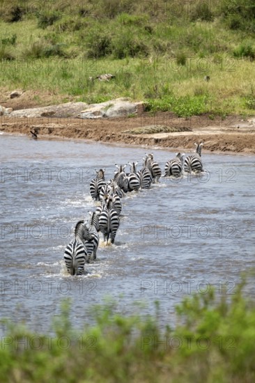 Steppe zebras (Equus quagga) crossing the Mara River, Great Migration, Serengeti National Park, Tanzania