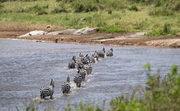 Steppe zebras (Equus quagga) crossing the Mara River, Great Migration, Serengeti National Park, Tanzania