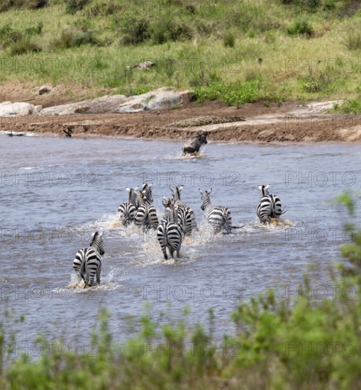 Steppe zebras (Equus quagga) and wildebeest (Connochaetes taurinus) crossing the Mara River, Great Migration, Serengeti National Park, Tanzania
