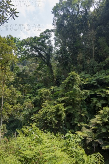 Tree ferns in rainforest, dense vegetation, Rushaga, Bwindi Impenetrable Forest, Uganda