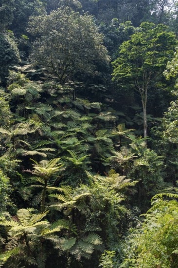 Tree ferns in rainforest, Rushaga, Bwindi Impenetrable Forest, Uganda