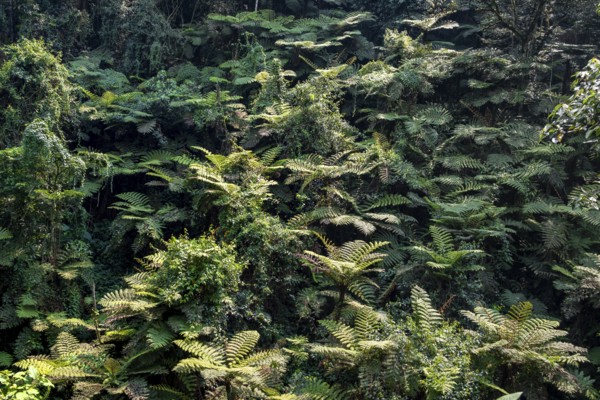 Tree ferns in rainforest, Rushaga, Bwindi Impenetrable Forest, Uganda