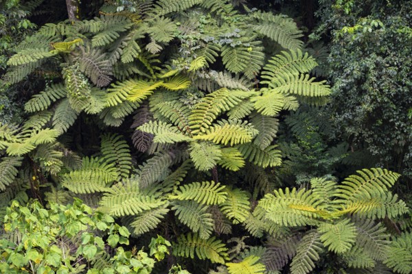 Tree ferns in rainforest, dense vegetation, Rushaga, Bwindi Impenetrable Forest, Uganda