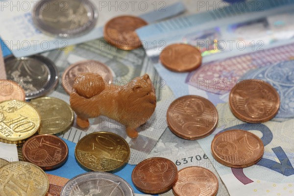Miniature Kleinspitz figure standing on euro coins surrounded by banknotes, North Rhine-Westphalia, Germany
