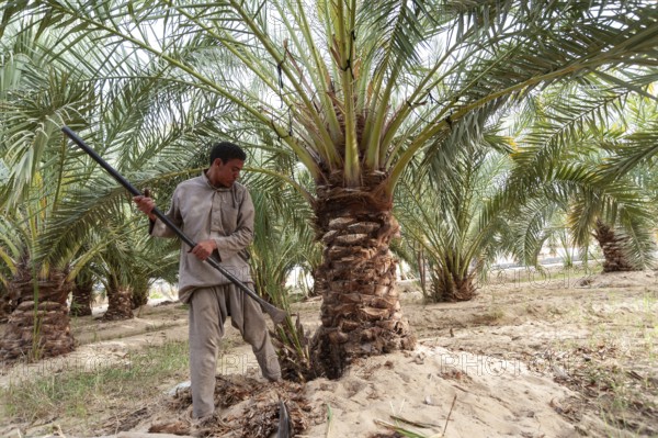Siwa Oasis, Egypt. March 14th 2018 A Local Siwian farmer tending to Palm Trees in the remote Egyptian Oasis town of Siwa in the Great Sand Sea near the border with Libya