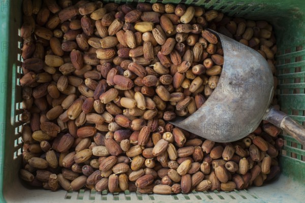 Siwa, Egypt, April 15th 2018 Local dates on display outside a shop in the Egyptian oasis town of Siwa, Egypt